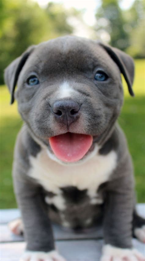 If you are looking for a <b>Blue</b> <b>Pitbull</b> either RAZORS EDGE or Gotti, you won't find it on Peachtree or at the Atlanta Motor Speedway. . Blue pit bull puppies for sale